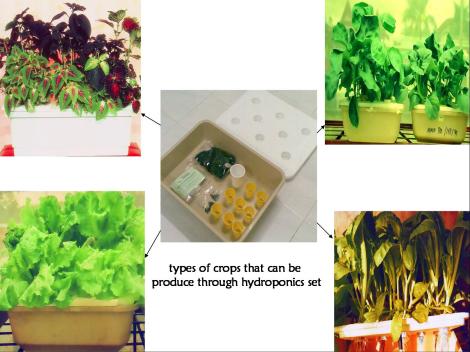 crops-that-can-be-produce-using-hydroponic1